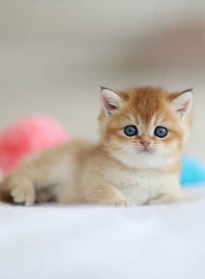 BRITIHS SHORT HAIR KITTENS AVAILABLE