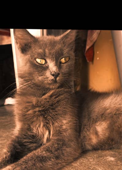 Blue Gray Persian - 3 Weeks Pregnant - Fluffy Long Hairs- age:3.5 year