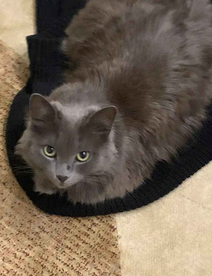Blue Gray Persian - 3 Weeks Pregnant - Fluffy Long Hairs- age:3.5 year — photo 2