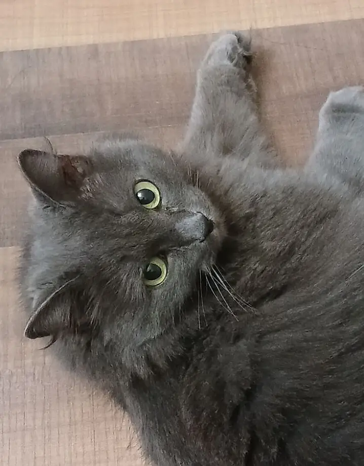 Blue Gray Persian - 3 Weeks Pregnant - Fluffy Long Hairs- age:3.5 year — photo 3