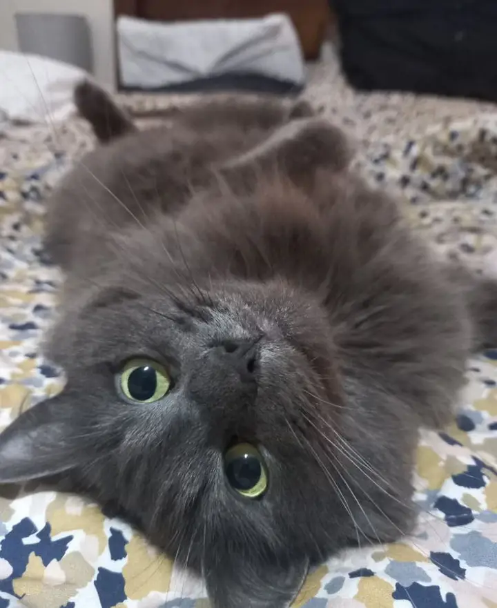 Blue Gray Persian - 3 Weeks Pregnant - Fluffy Long Hairs- age:3.5 year — photo 4