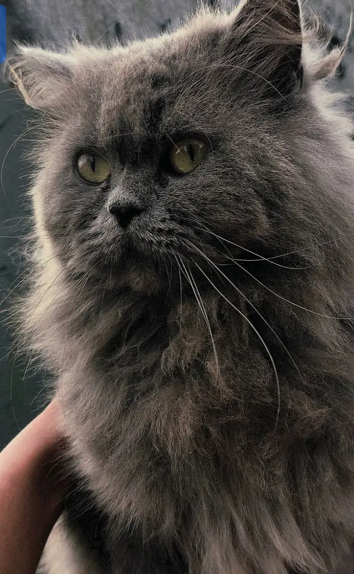 Blue Gray Persian - 3 Weeks Pregnant - Fluffy Long Hairs- age:3.5 year — photo 5