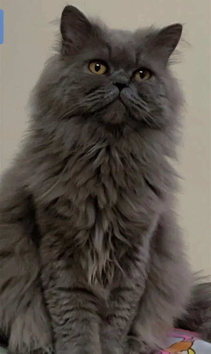 Blue Gray Persian - 3 Weeks Pregnant - Fluffy Long Hairs- age:3.5 year — photo 6