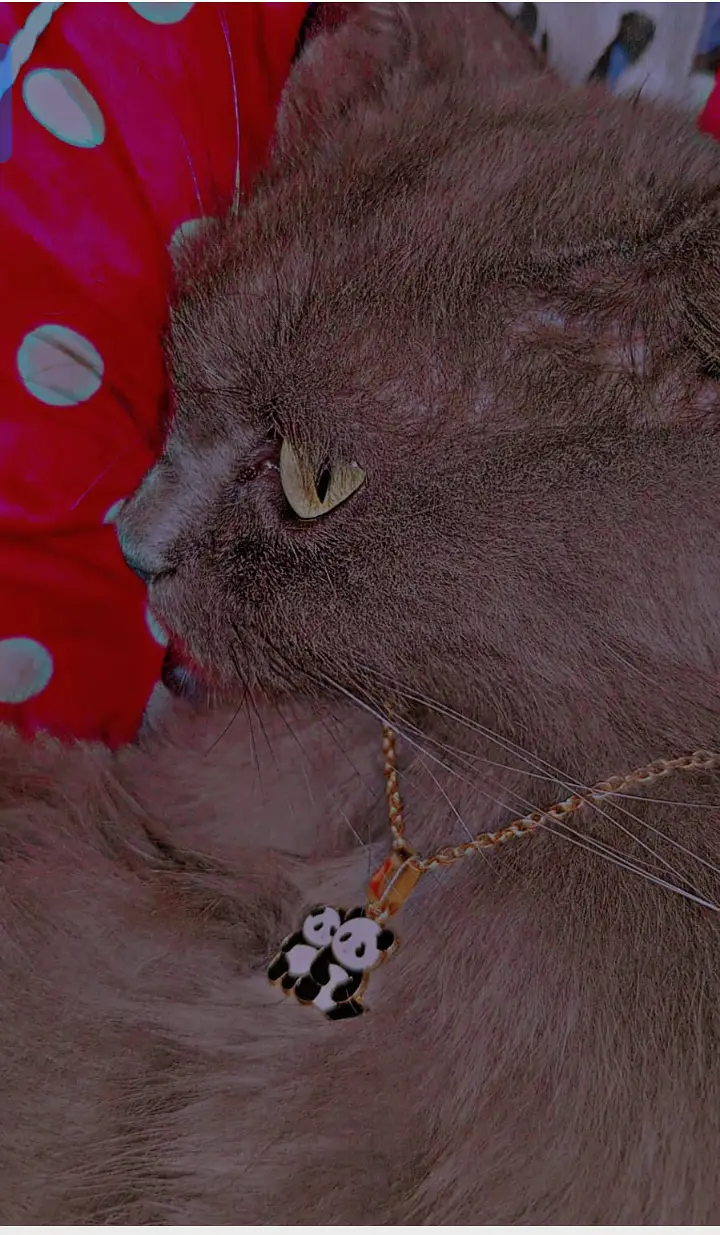 Blue Gray Persian - 3 Weeks Pregnant - Fluffy Long Hairs- age:3.5 year — photo 7