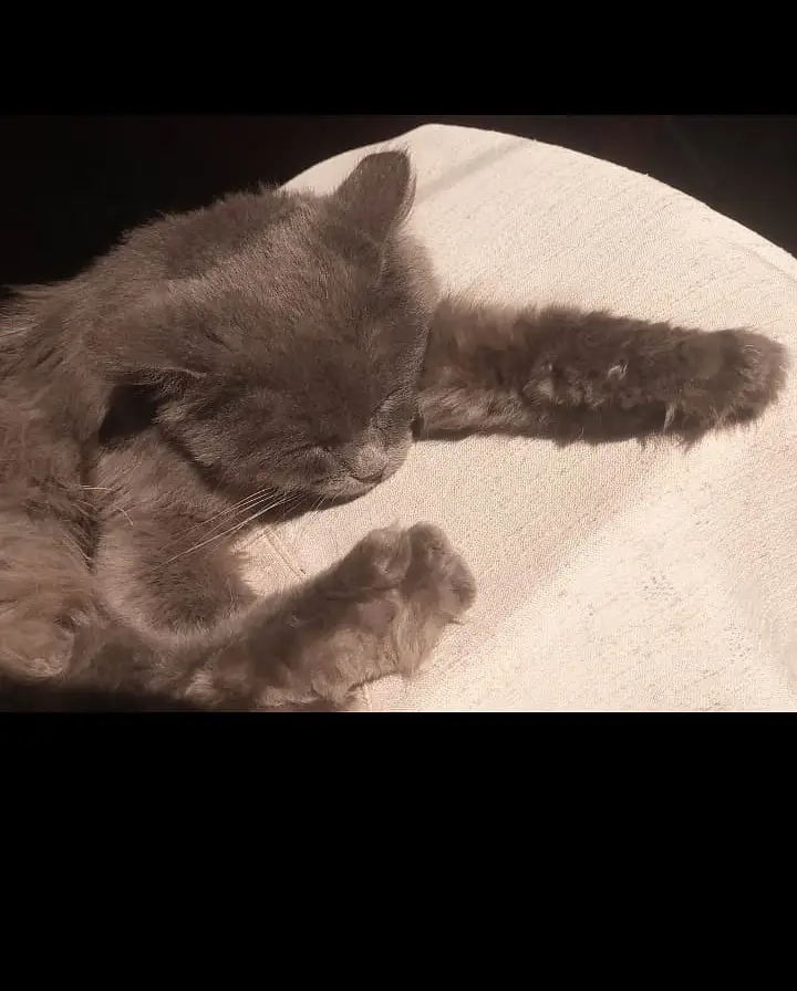 Blue Gray Persian - 3 Weeks Pregnant - Fluffy Long Hairs- age:3.5 year — photo 8