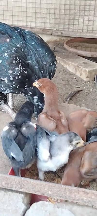 Top Quality Aseel Chicks with hen available