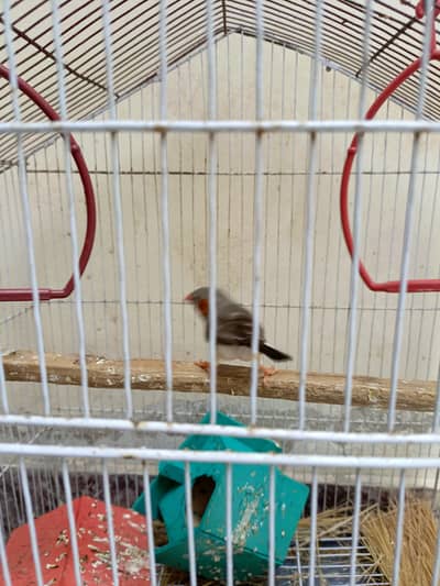 1 Male Finch for sale