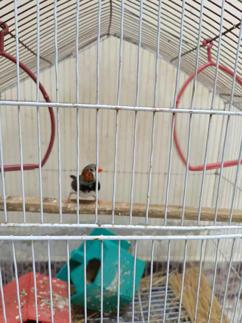 1 Male Finch for sale — photo 2