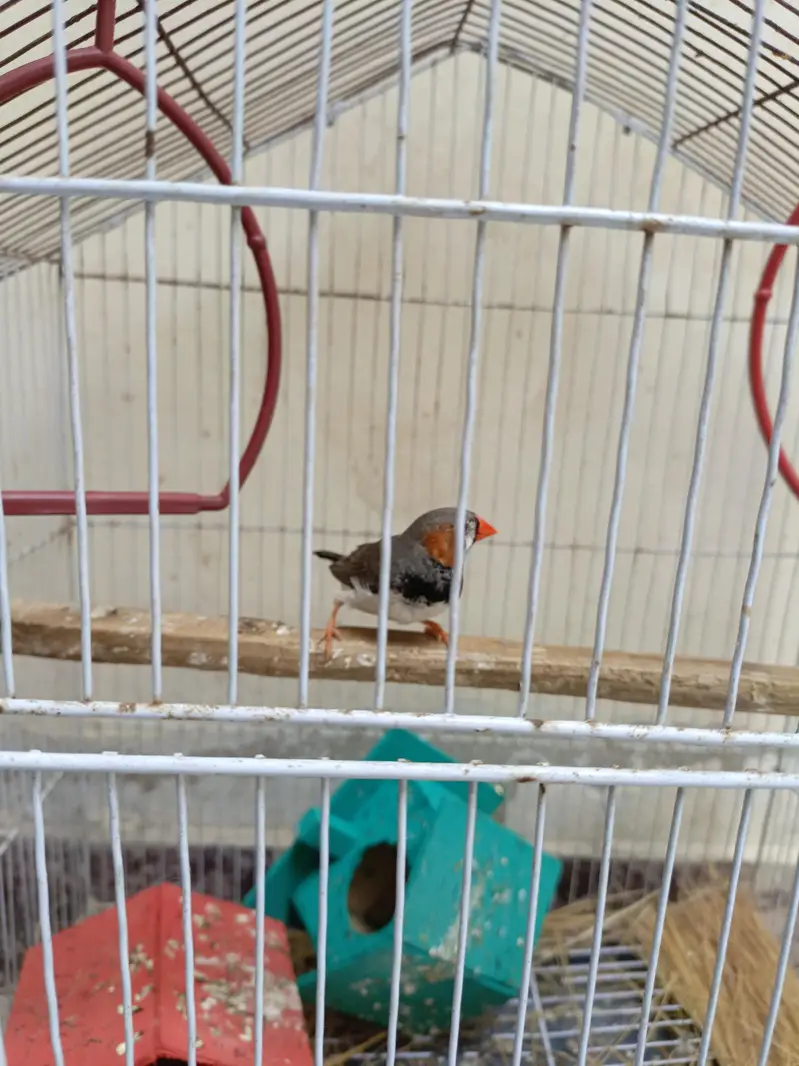 1 Male Finch for sale — photo 3