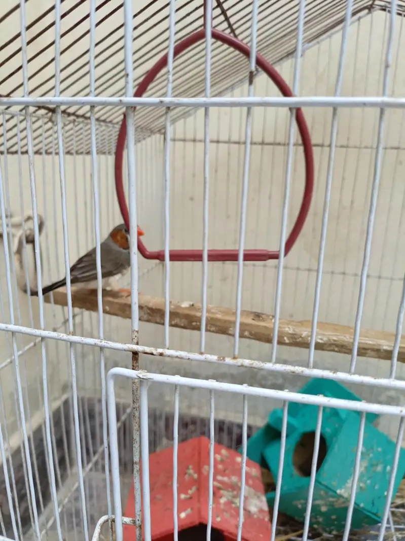 1 Male Finch for sale — photo 4
