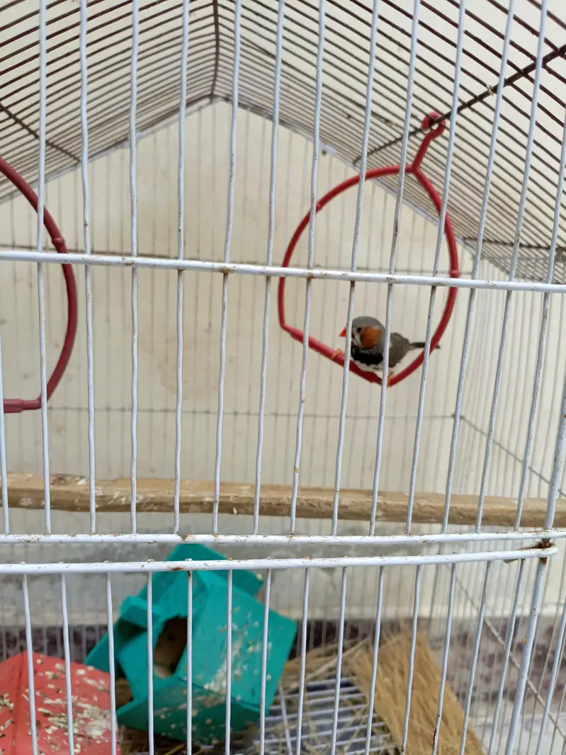 1 Male Finch for sale — photo 5