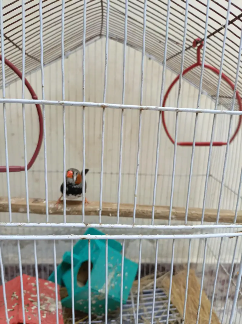 1 Male Finch for sale — photo 6