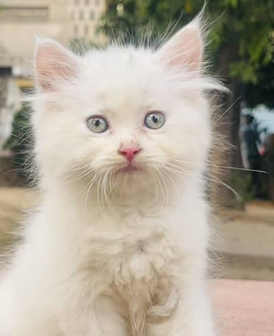  PURE WHITE PERSIAN KITTENS--FOR SALE LAHORE 