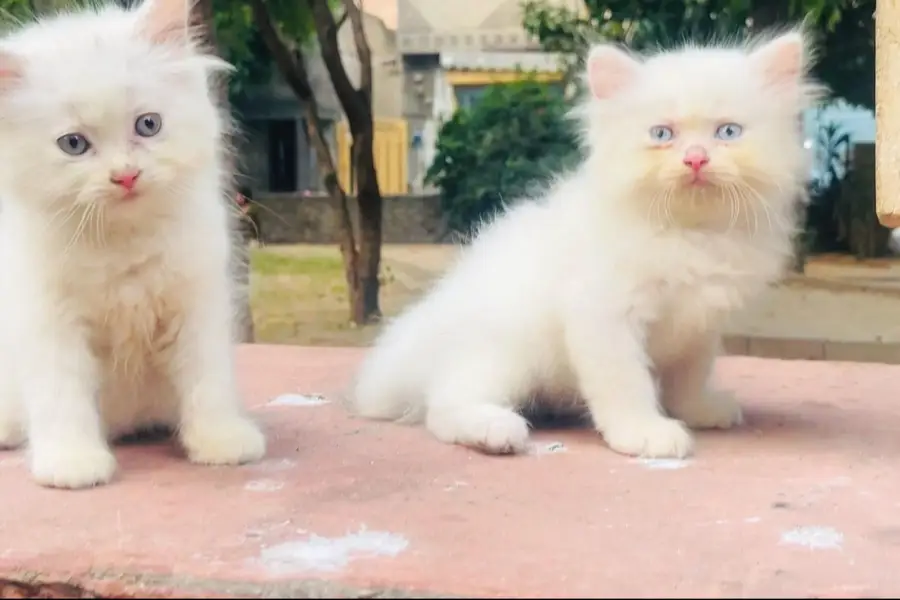 PURE WHITE PERSIAN KITTENS--FOR SALE LAHORE — photo 2