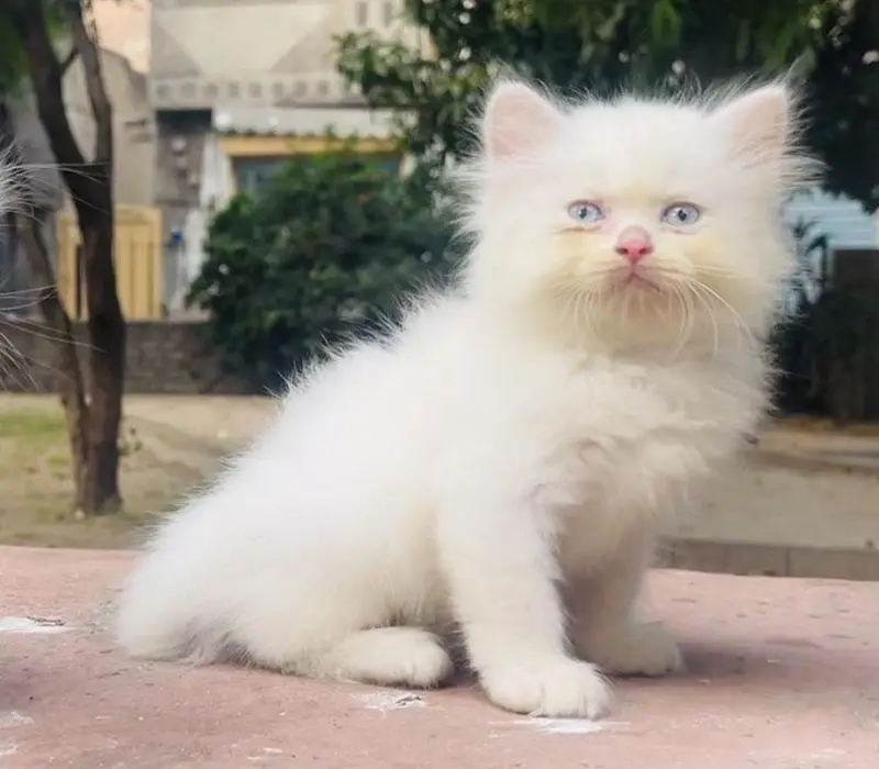 PURE WHITE PERSIAN KITTENS--FOR SALE LAHORE — photo 3