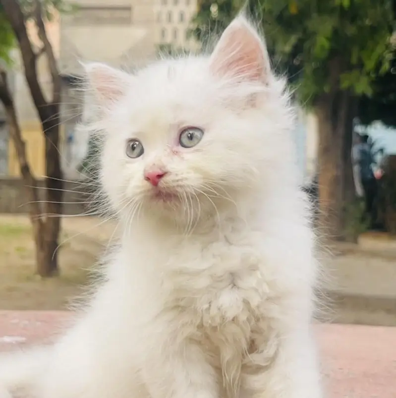 PURE WHITE PERSIAN KITTENS--FOR SALE LAHORE — photo 4