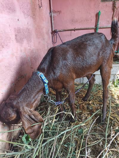 Bakri for sale age 1.5years