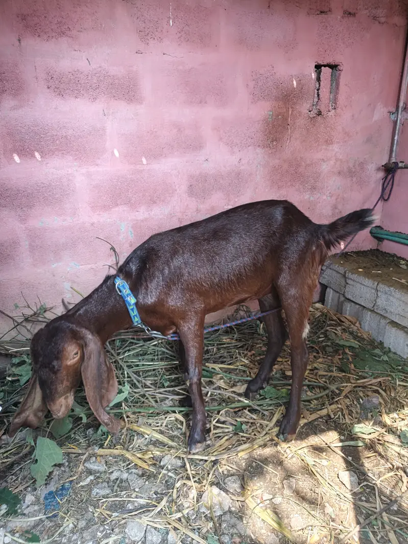 Bakri for sale age 1.5years — photo 2