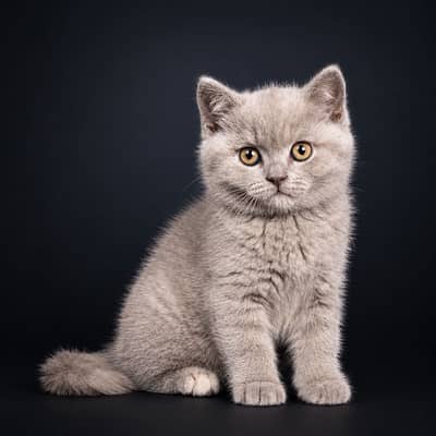 BRITIHS SHORT HAIR LILAIC KITTENS