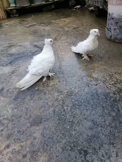 Breeder pair