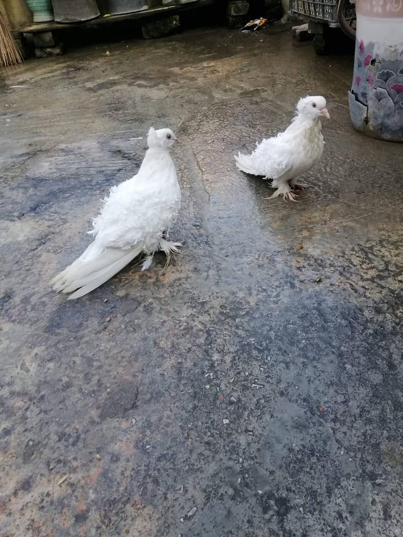 Breeder pair 0