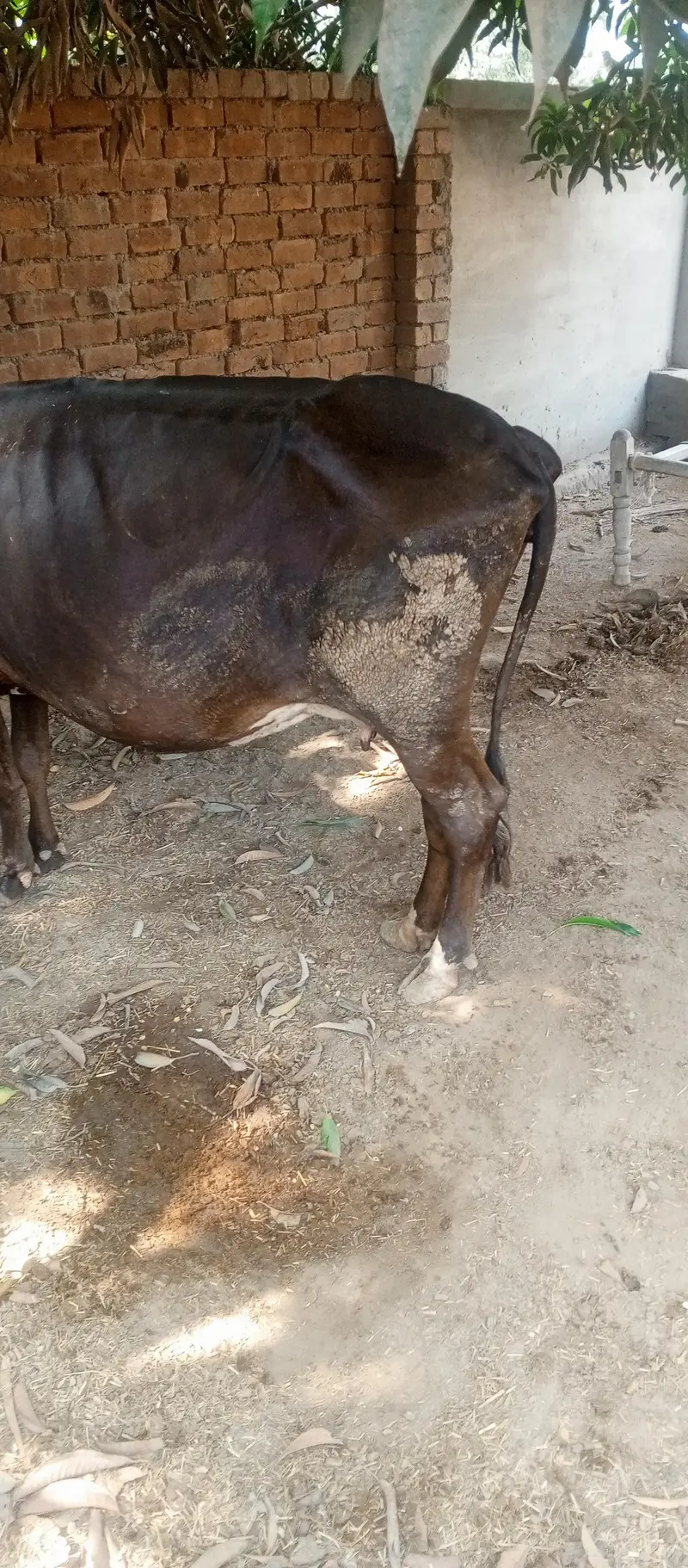 Jersey cow 0301/77-11+220 — photo 2