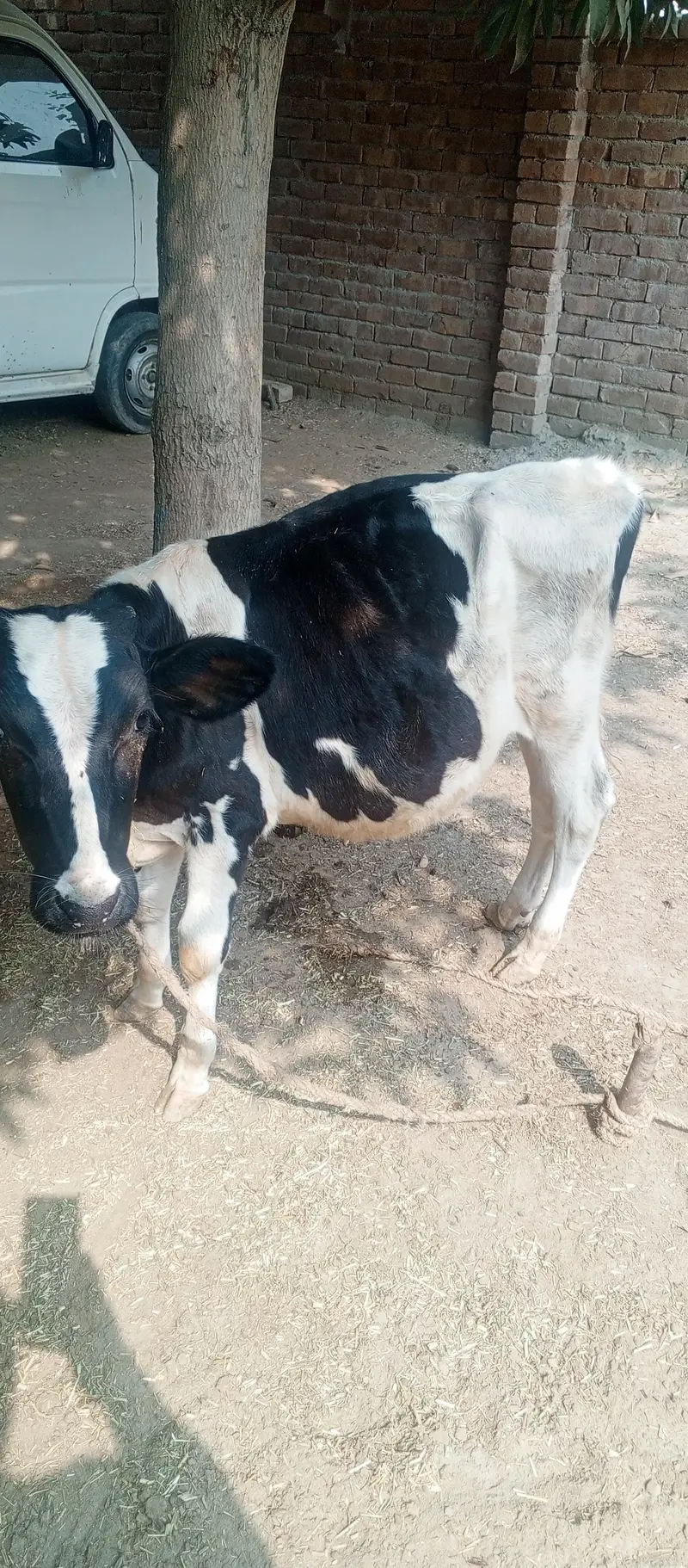 Jersey cow 0301/77-11+220 — photo 5