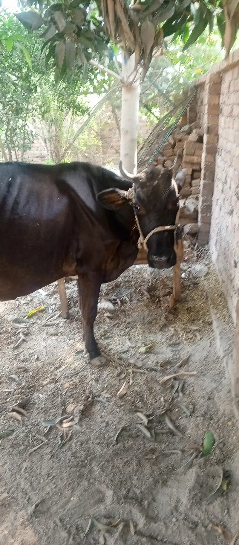 Jersey cow 0301/77-11+220 — photo 6