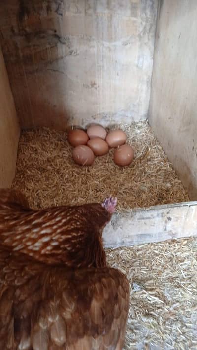 Lohman brown | Hens | lohman hens