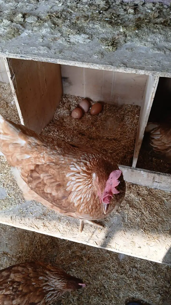 Lohman brown | Hens | lohman hens — photo 2
