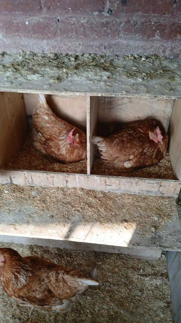 Lohman brown | Hens | lohman hens — photo 4