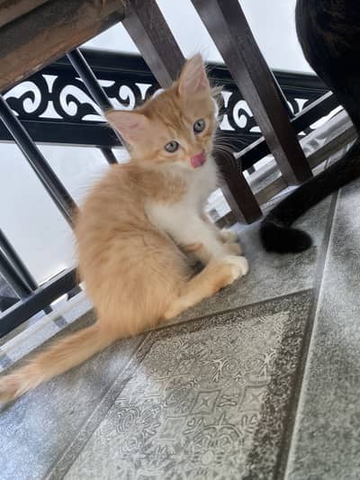 double coated green eyes male kitten