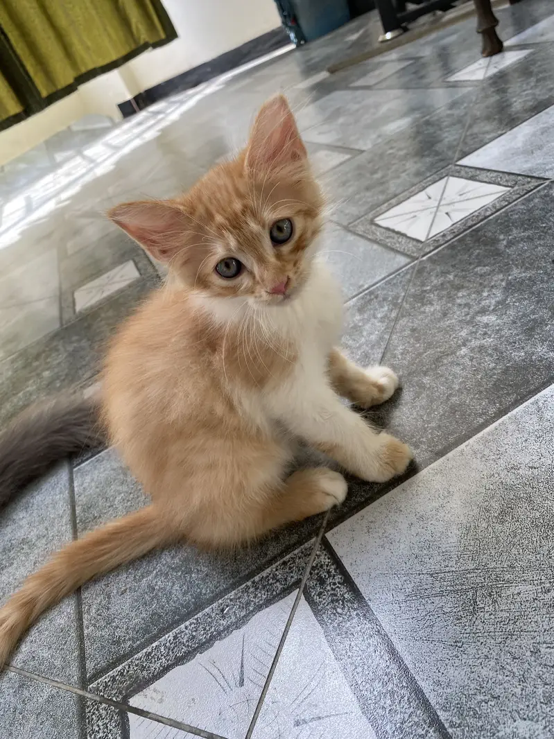 double coated green eyes male kitten — photo 2