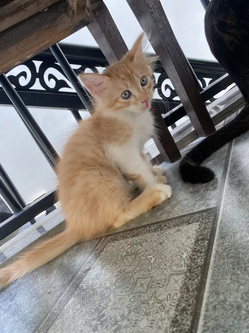 double coated green eyes male kitten — photo 3