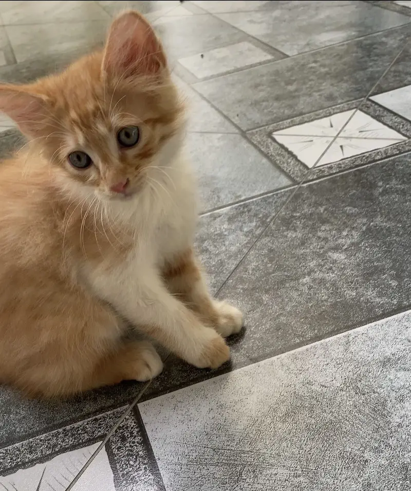 double coated green eyes male kitten — photo 4