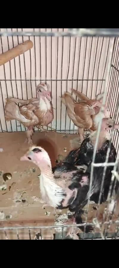 pigeon karblai chicks for sale