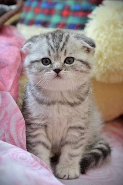 Scotish Fold Imported Kittens Available