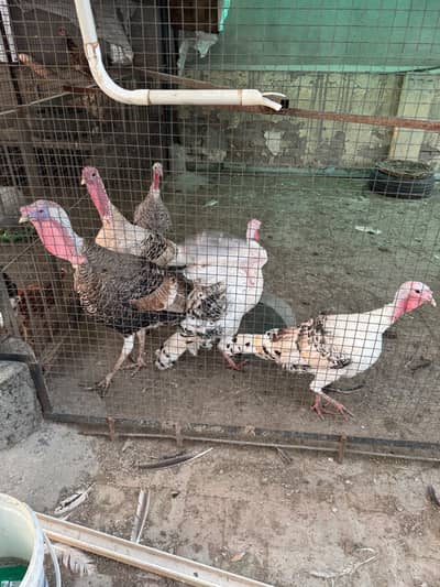 Breeder Turkey birds