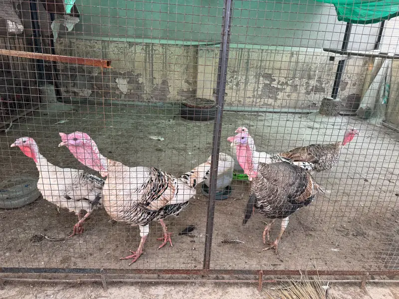 Breeder Turkey birds — photo 2