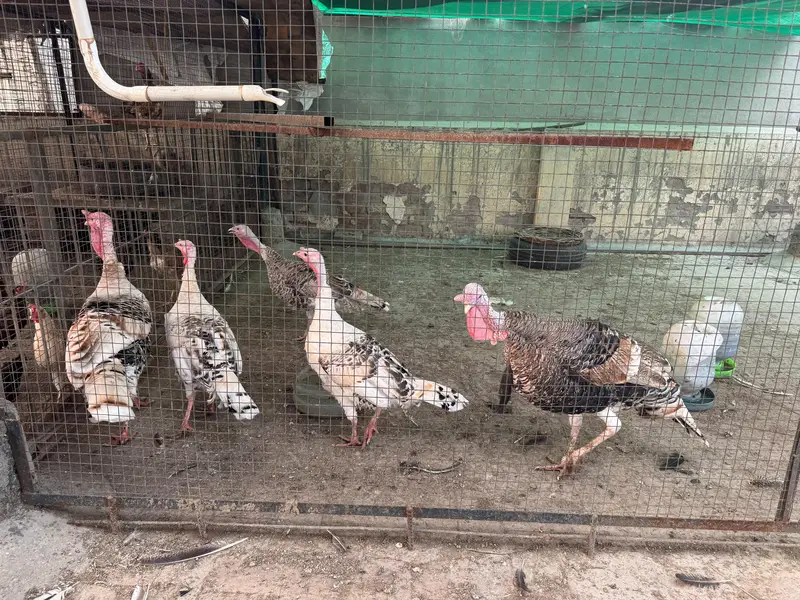Breeder Turkey birds — photo 4