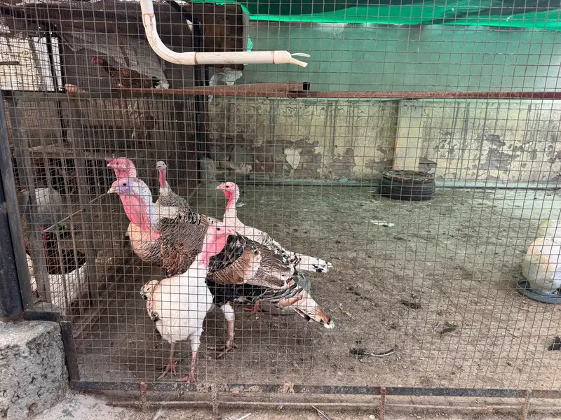 Breeder Turkey birds — photo 6