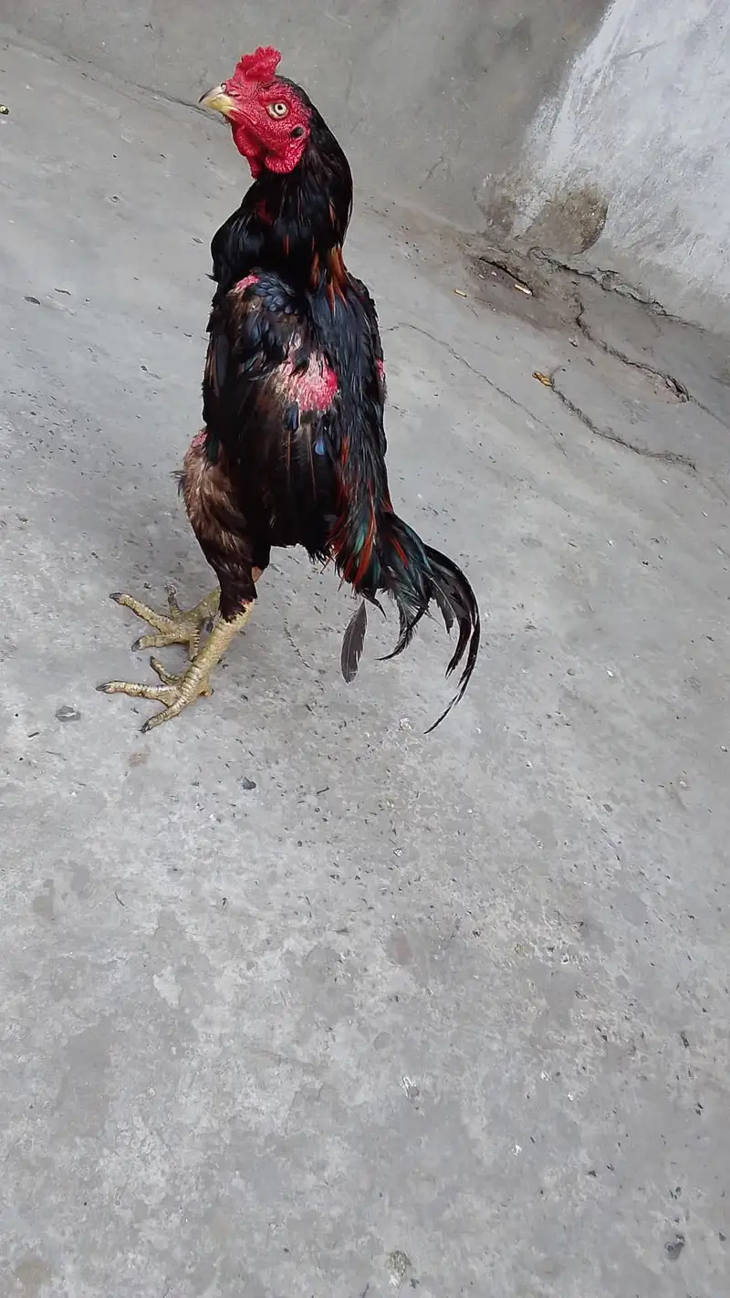 for sale location Gujranwala ha 03278797525 — photo 2