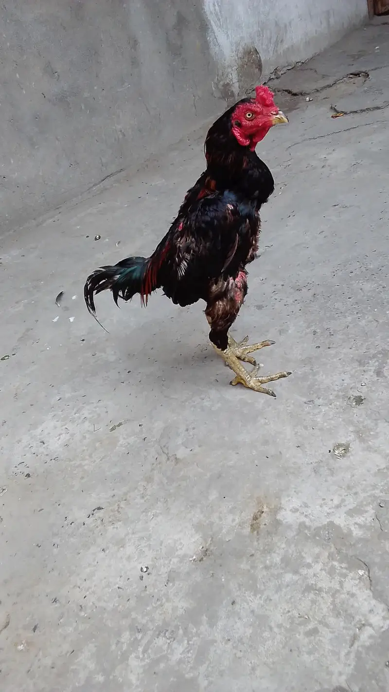 for sale location Gujranwala ha 03278797525 — photo 3