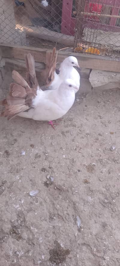 Fantail Peigon