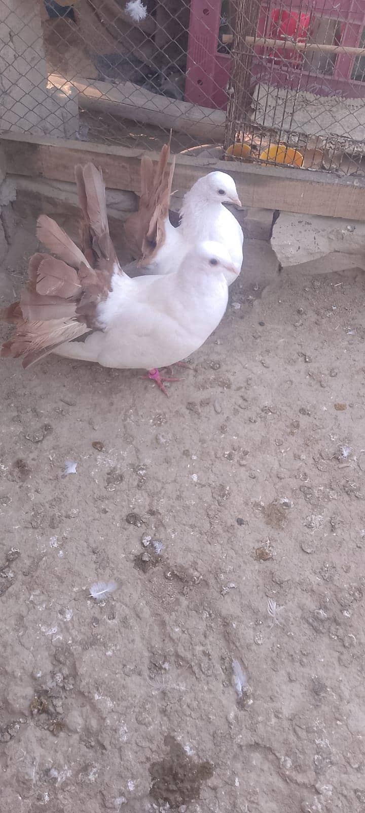 Fantail Peigon 0