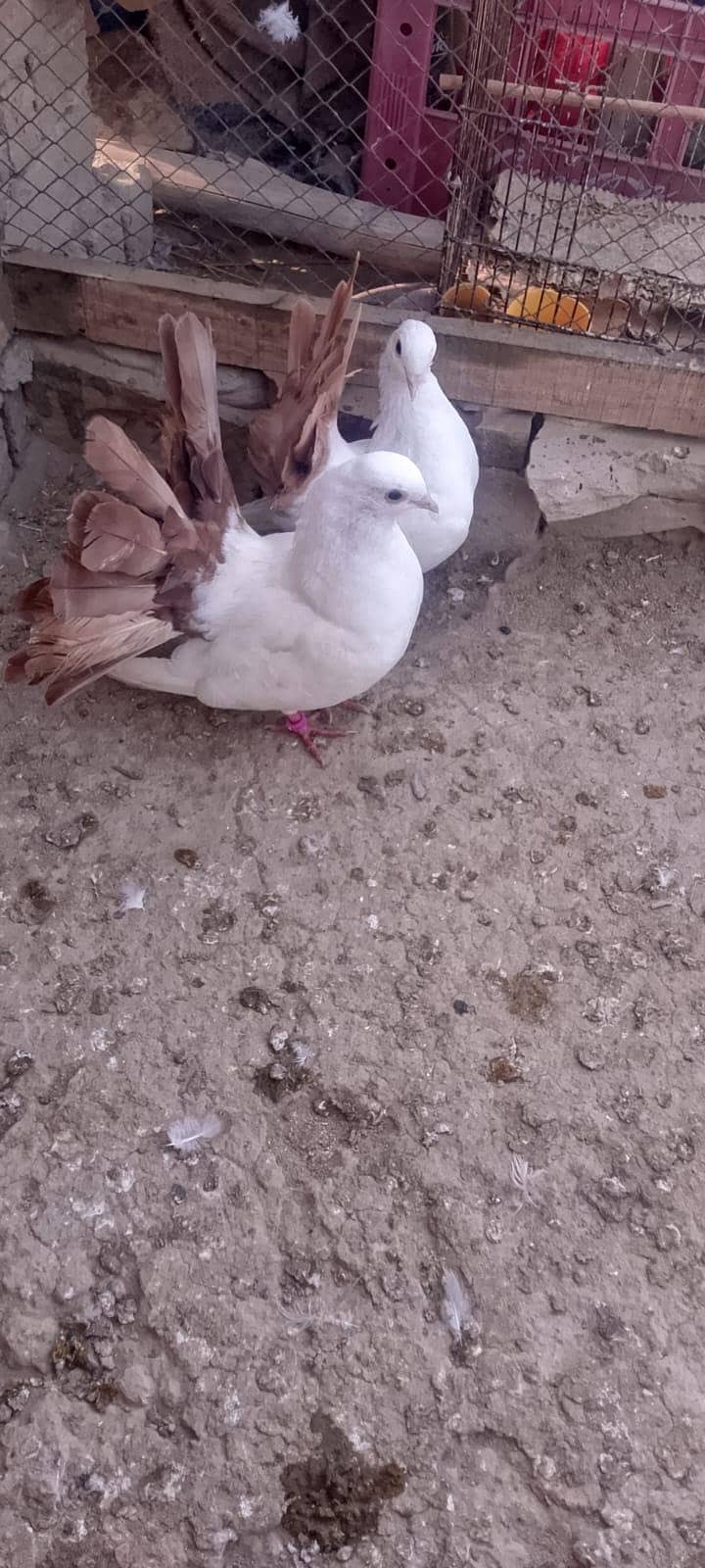 Fantail Peigon 1