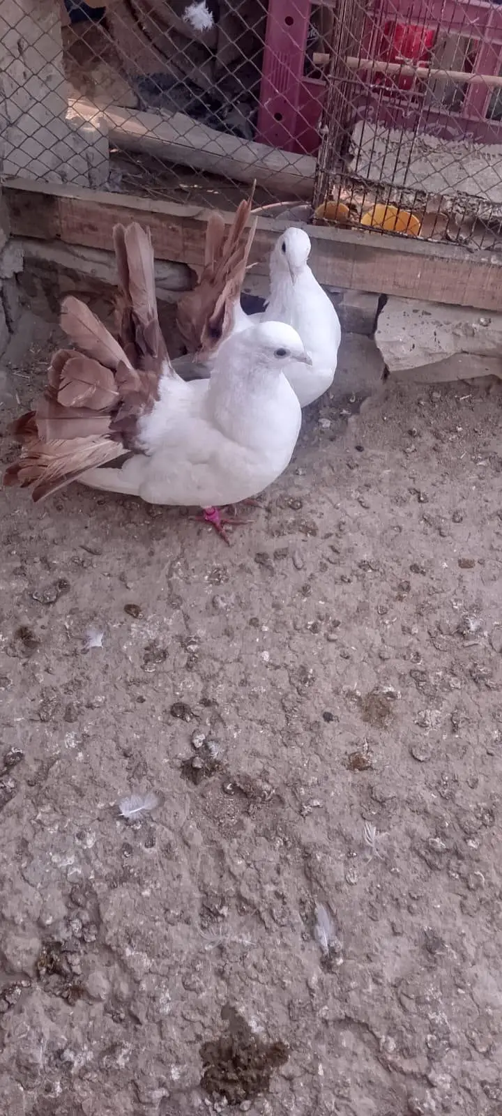 Fantail Peigon — photo 2