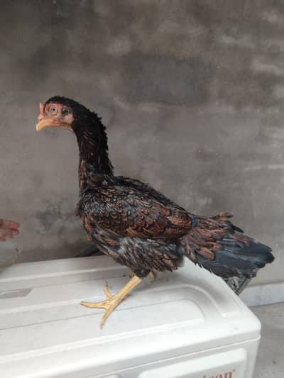 High Quality Aseel Hen