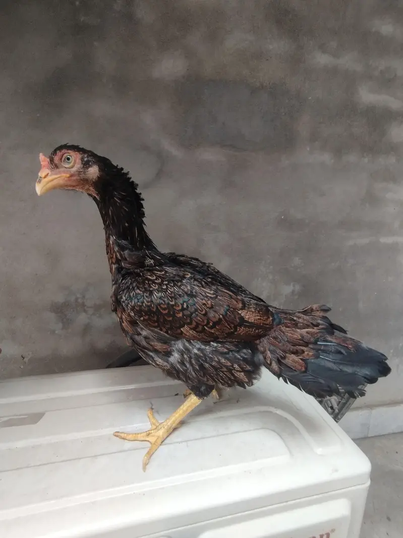 High Quality Aseel Hen — photo 2