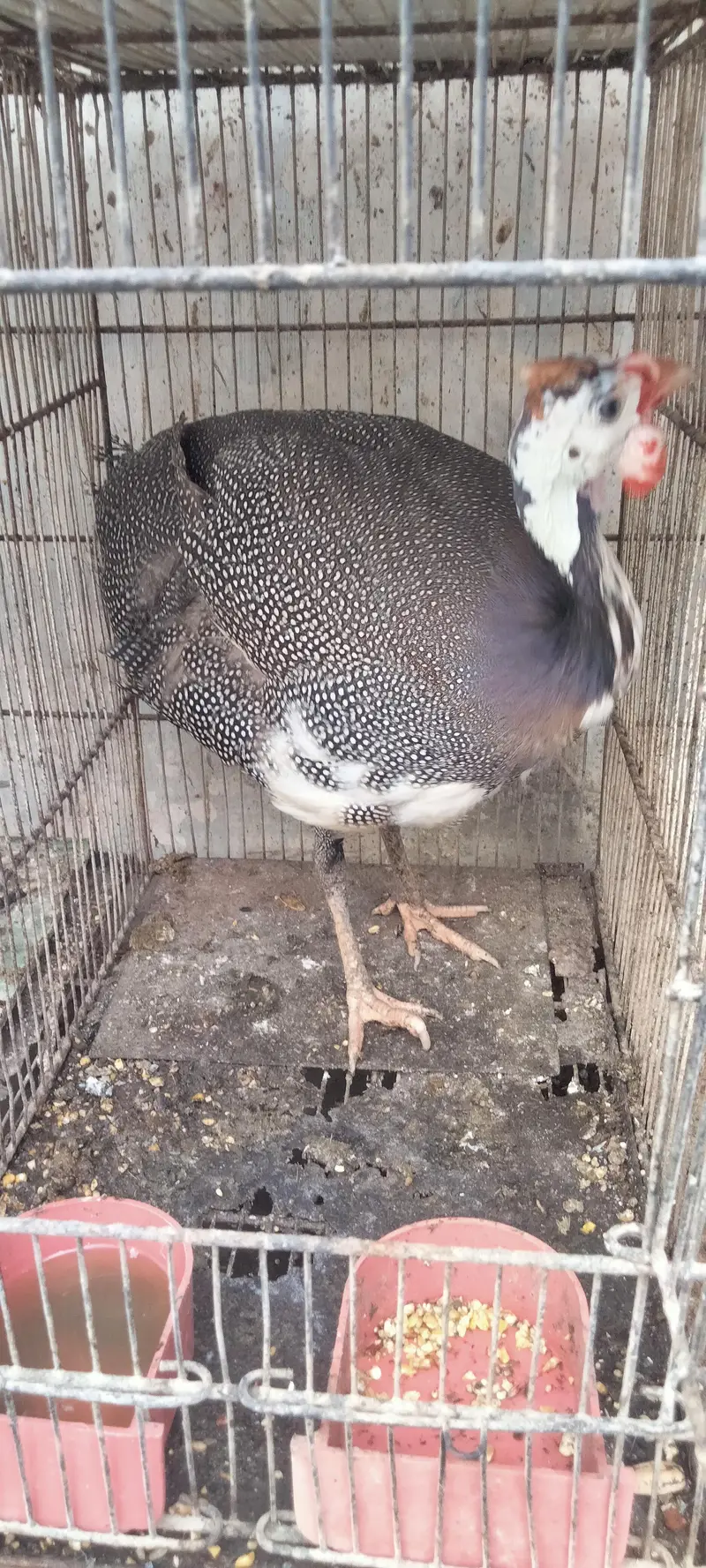 china fowl — photo 2